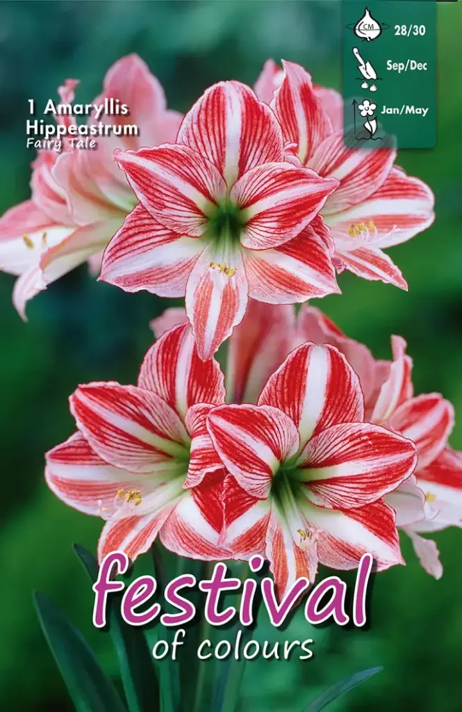 Amaryllis Fairytale Diamond - 1 st (28/30)