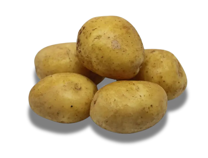 Plants de Pommes de Terre AGRIA classe A 28/35 - par kg