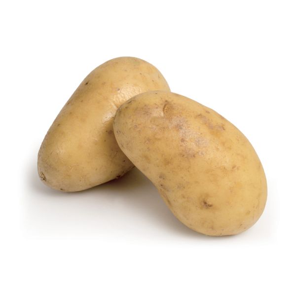 Aardappelpootgoed CHARLOTTE klasse A 25/32