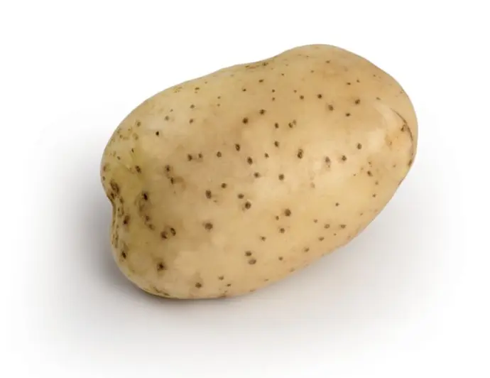 Aardappelpootgoed MELODY klasse A 28/35