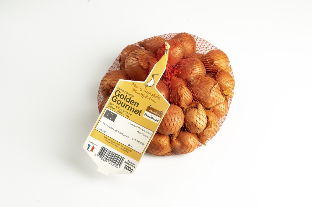 Plantsjalot GOLDEN GOURMET