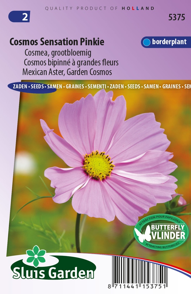 Cosmos PINKIE - ca 175 z