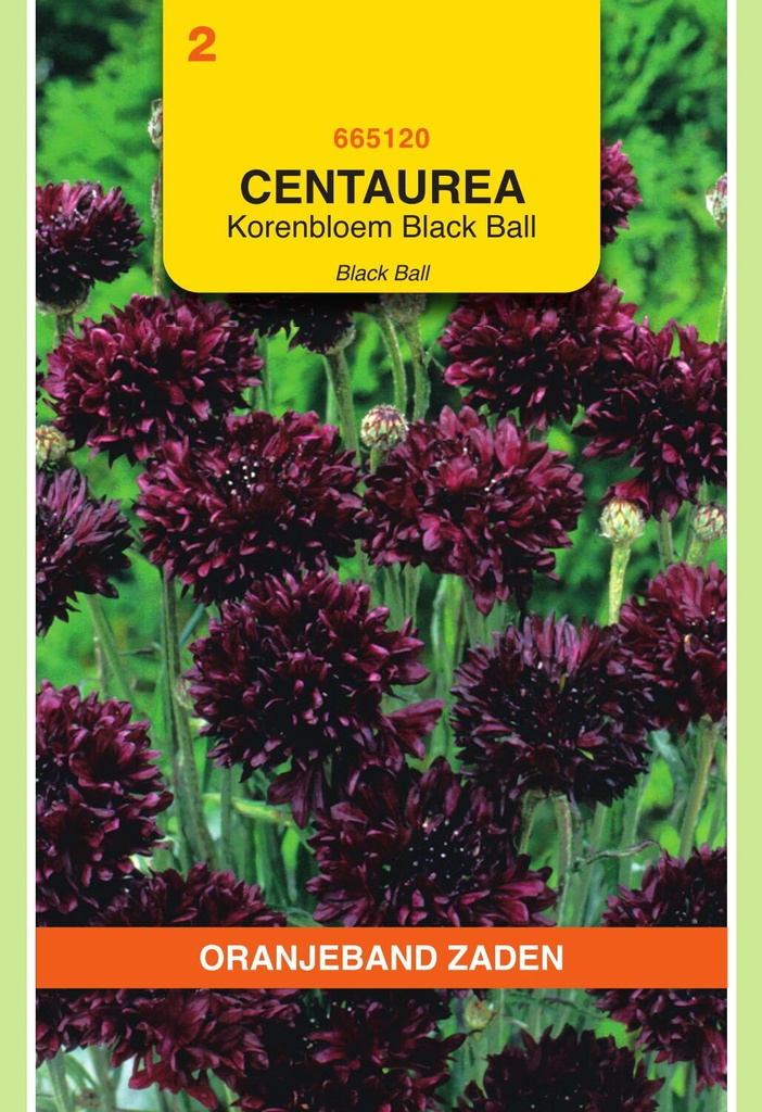 Korenbloem BLACK BALL - ca 1,5 g