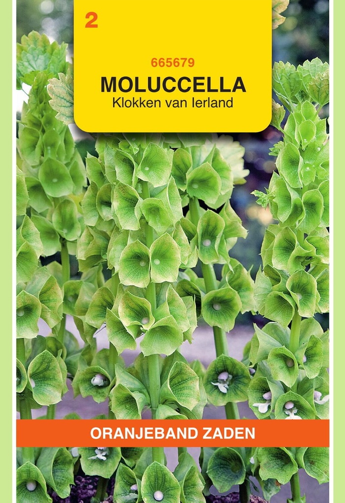 ##Moluccella KLOKKEN VAN IERLAND - ca 0,75 g