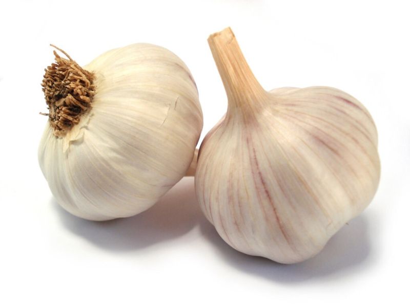 Knoflook ROSE DU NORD