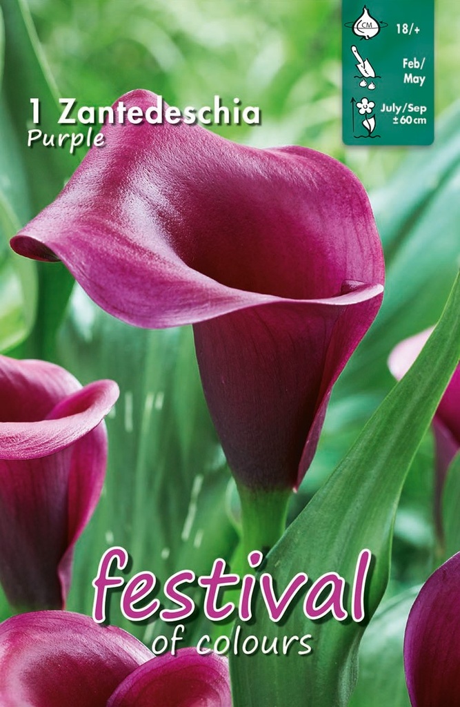 Calla Of Zantedeschia Purple - 1 st