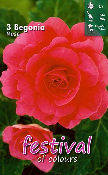 Begonia Pink Double - 3 st