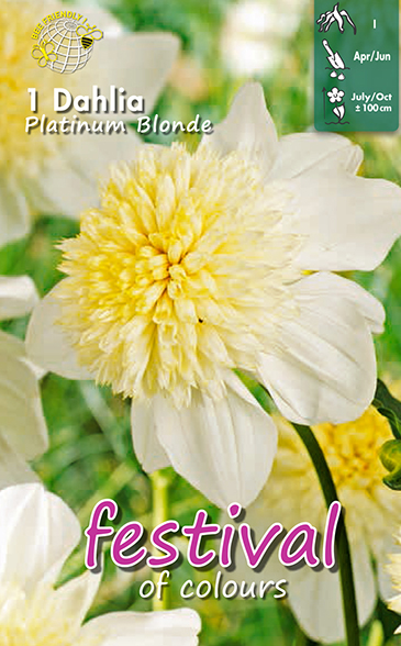 Dahlia Platinum Blonde - 1st