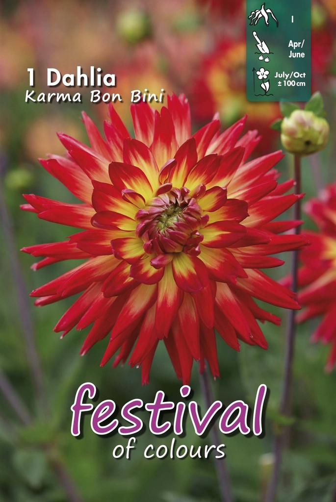 Dahlia Karma Bon Bini - 1st