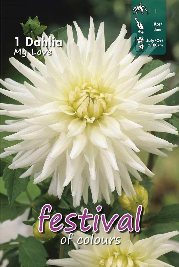 Dahlia My Love - 1st