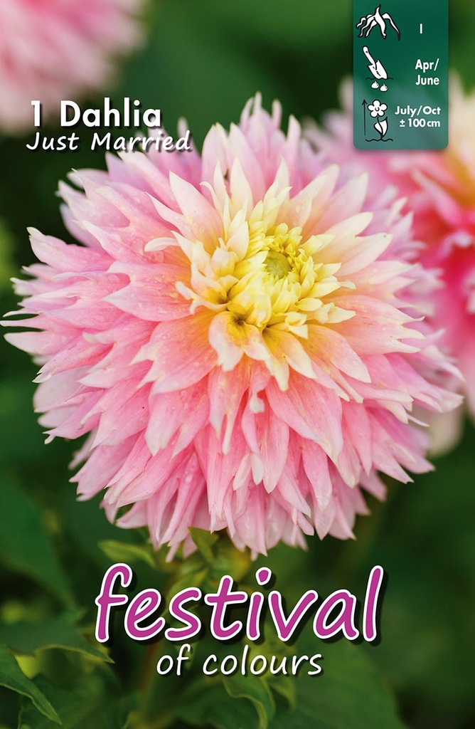 Dahlia Just Married - 1st