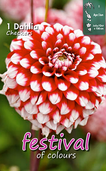Dahlia Checkers - 1st
