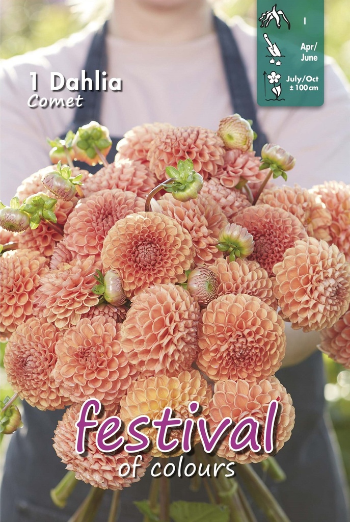 Dahlia Comet Ball - 1st