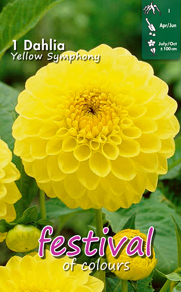 Dahlia Yellow Symphony - 1st