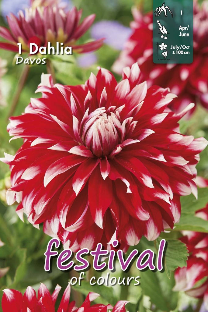 Dahlia Davos - 1st