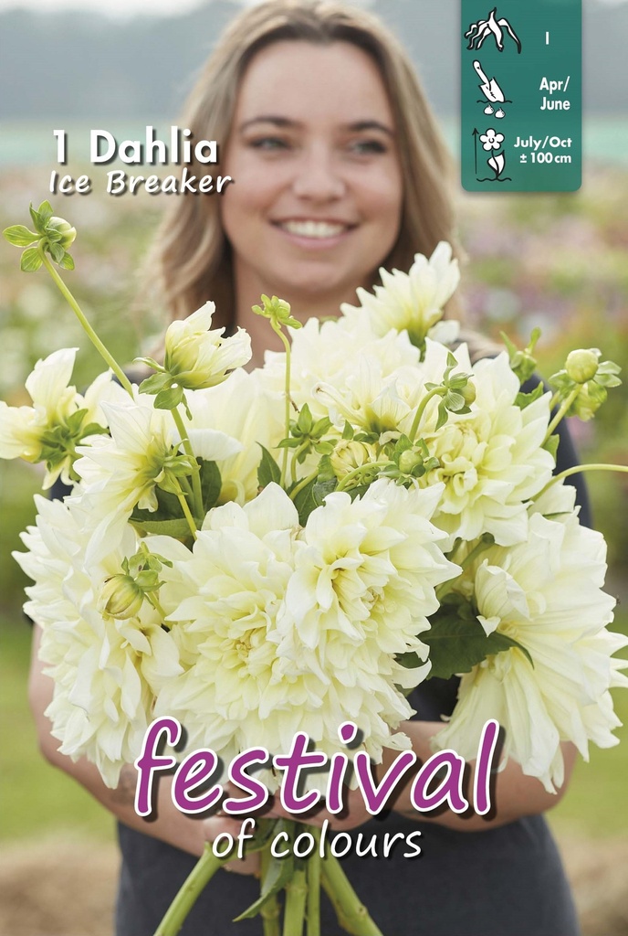 Dahlia Ice Breaker - 1st