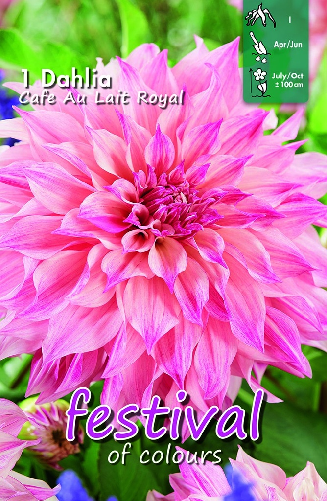 Dahlia Cafe Au Lait Royal - 1st