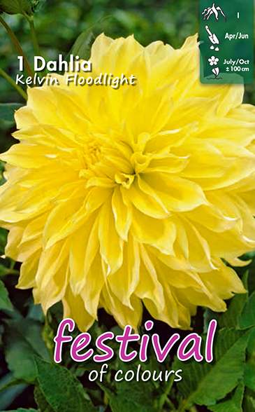 Dahlia Kelvin Floodlight - 1st