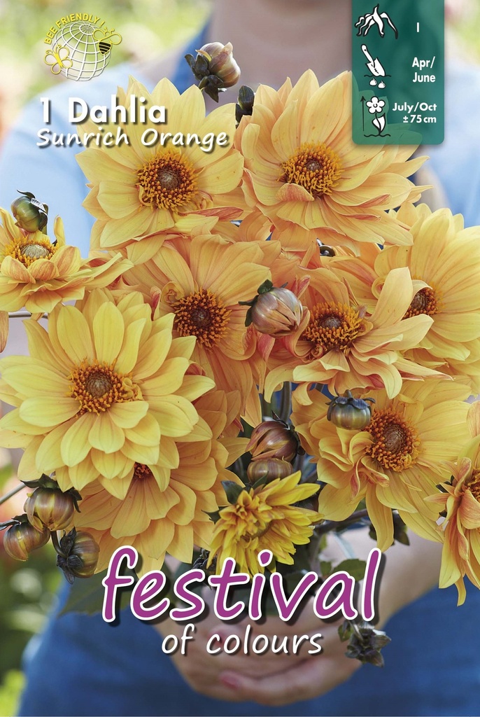 Dahlia Sunrich Orange - 1 st