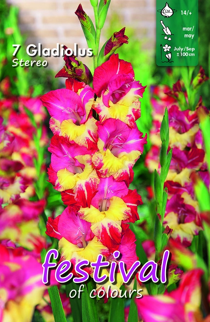 Gladiool Stereo - 7 st