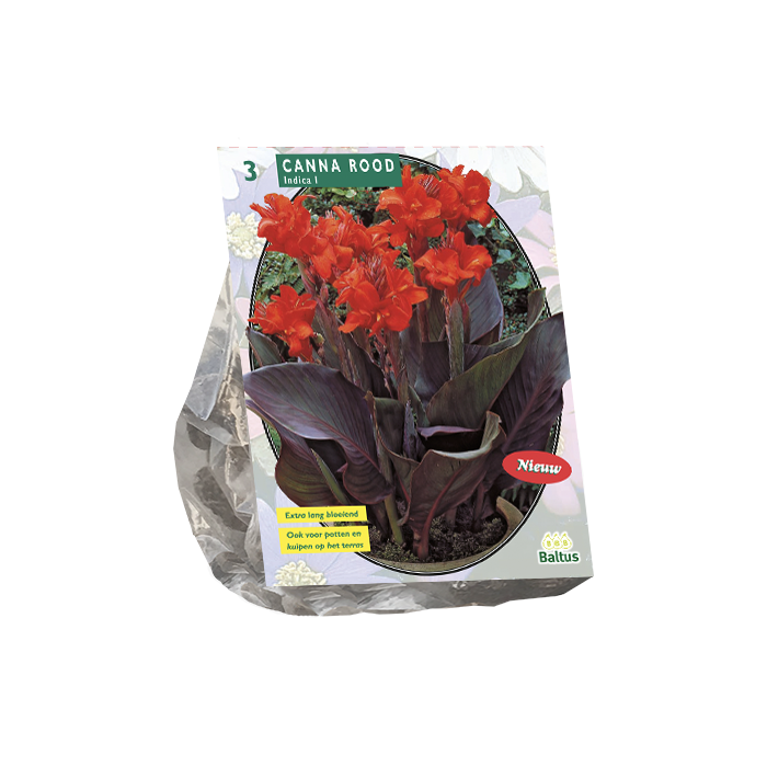 Canna Donkerroodblad Rood - 3 st