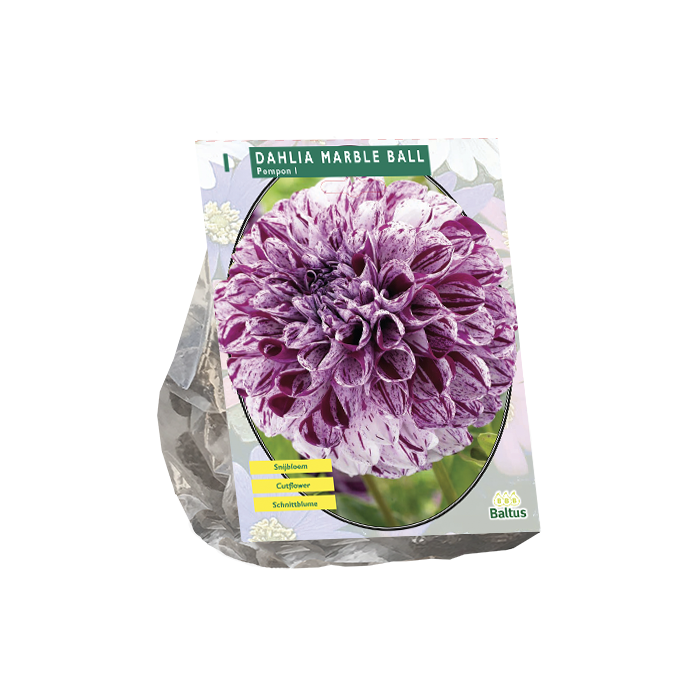 Dahlia Marble Ball - 1 st