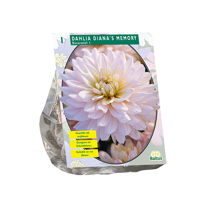 Dahlia Diana's Memory - 1 st