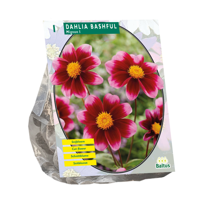 Dahlia Mignon Bashful 1 st.