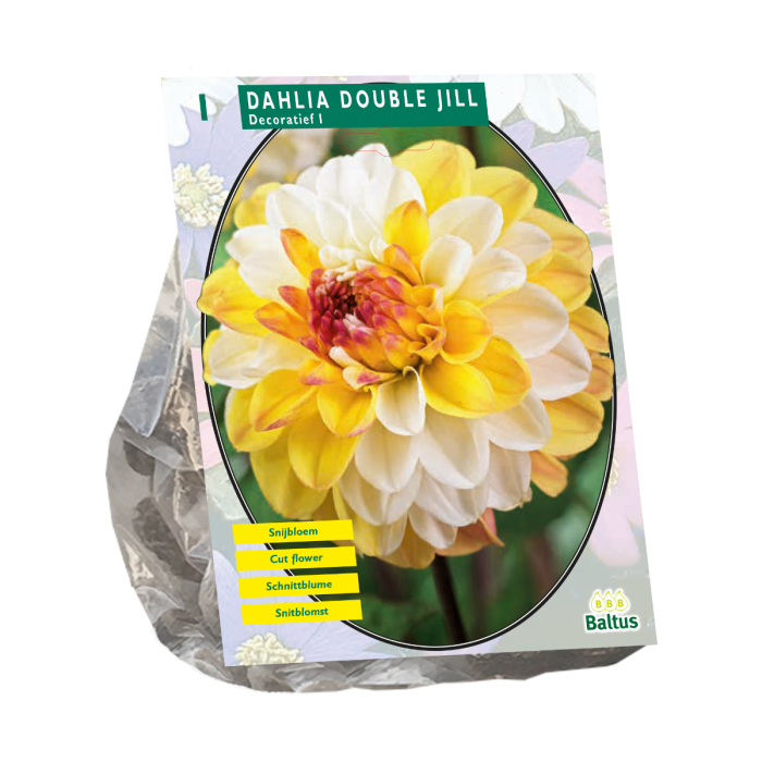 Dahlia Double Jill 1 st.