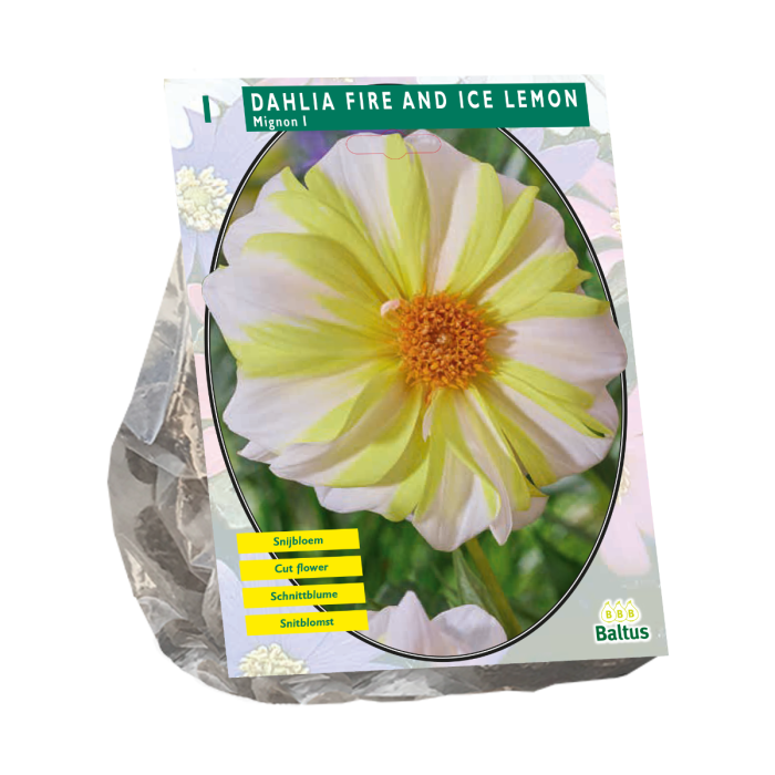 Dahlia Fire and Ice Lemon 1 st.