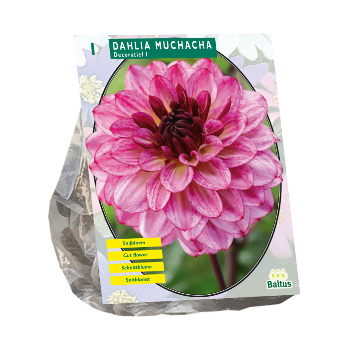 Dahlia Muchacha 1 st.