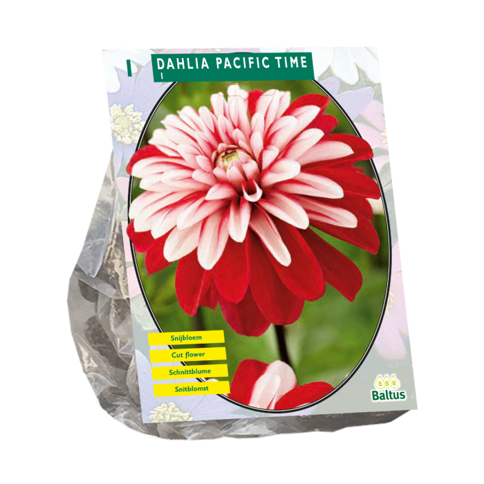 Dahlia Pacific Time 1 st.