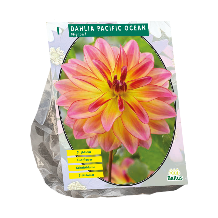 Dahlia Mignon Pacific Ocean - 1 st