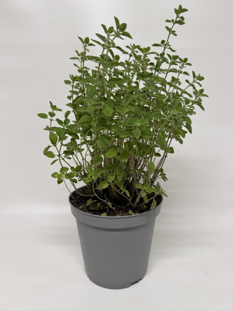 OREGANUM VULGARE - Plantje 14 cm pot