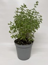 Oreganum Vulgare - pot 14 cm
