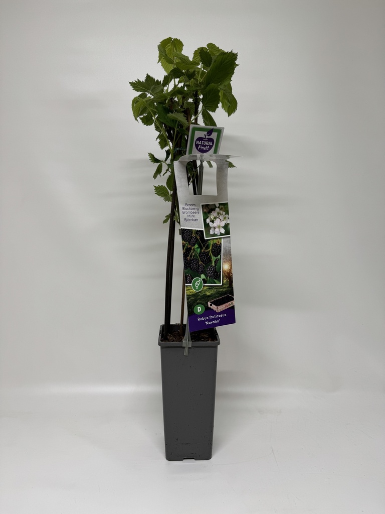 Braambes Thornless NAVAHO - 1 st