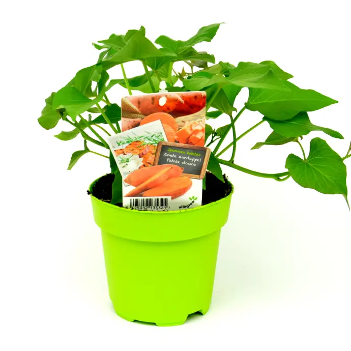 Zoete Aardappel - 1 Plantje