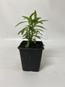 Estragon Mexicain TAGETES LUCIDA - 1 pc