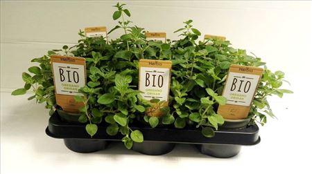 Oregano Bio - 12 cm pot