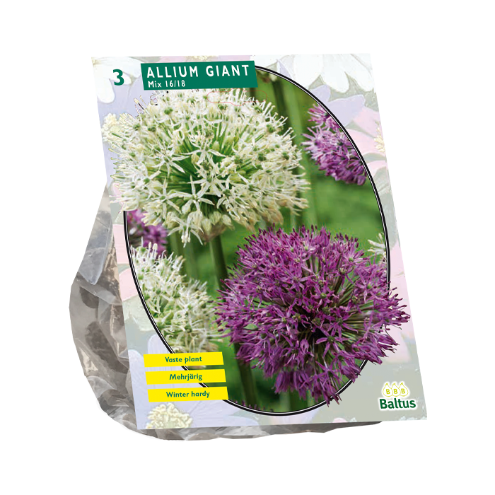 Allium Giant Mix - 3 st