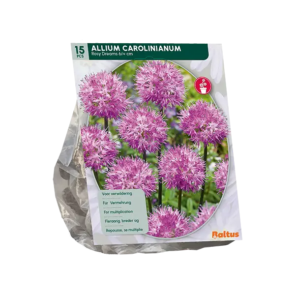 Allium Rosy Dreams - 15 st