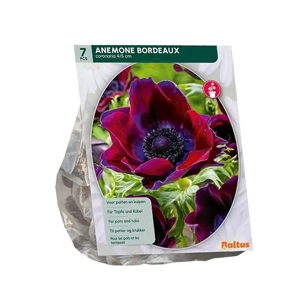 Anemone Coronaria Bordeaux - 7 st