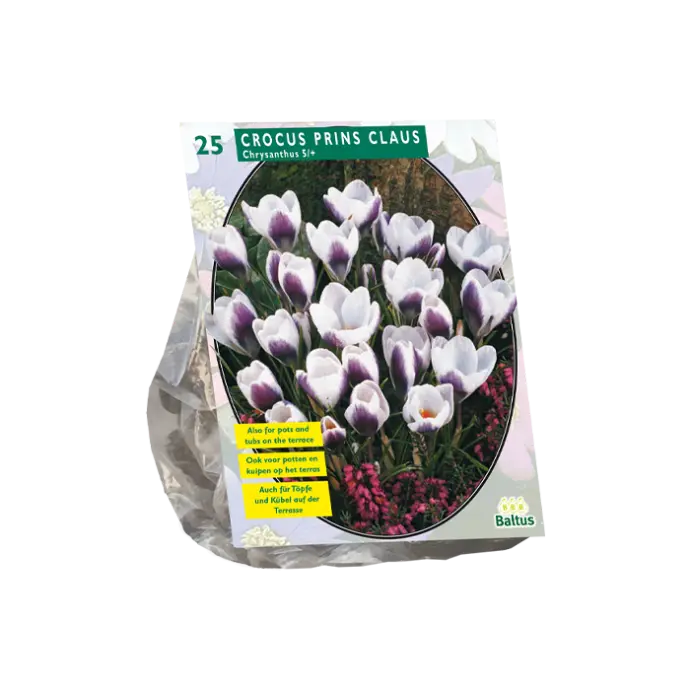 Crocus Chrysanthus Prins Claus - 25 st
