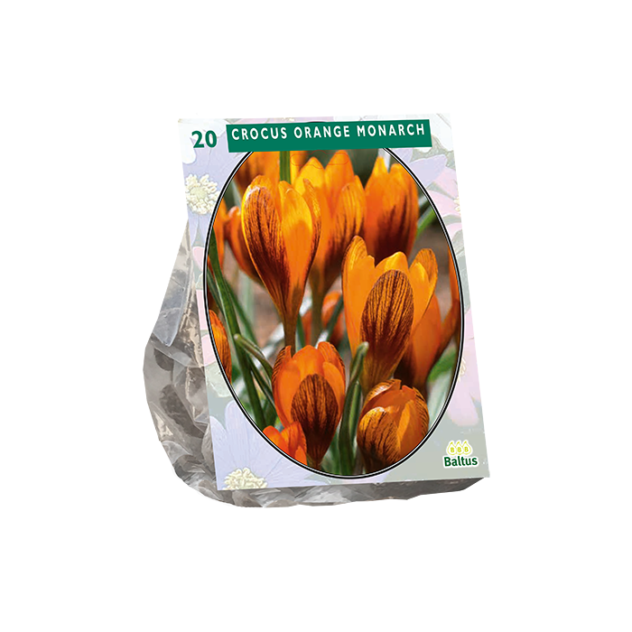 Crocus Orange Monarch - 20 st