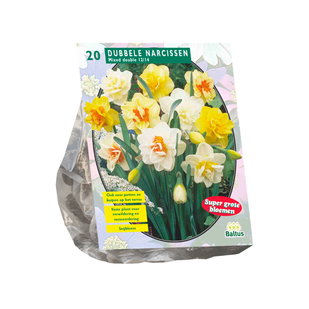 Narcissus Double Mix - 15 st