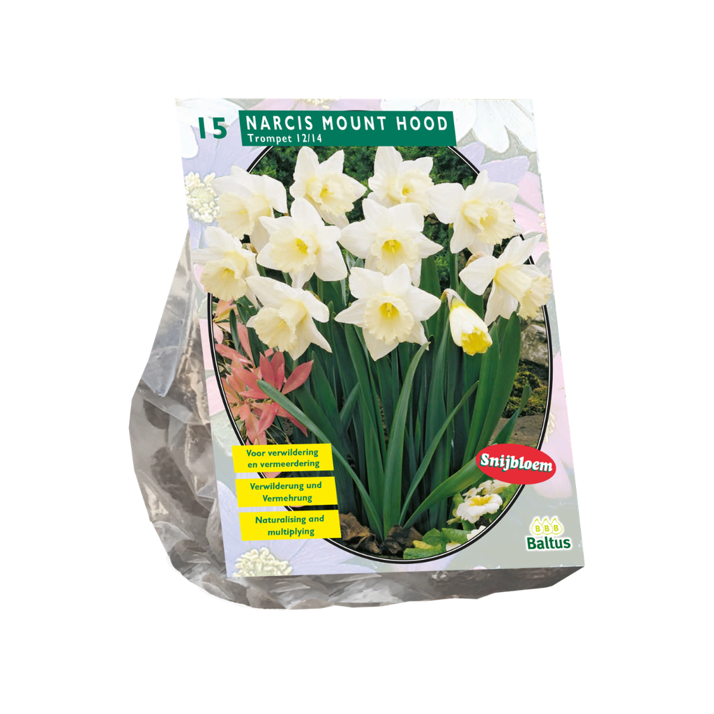Narcissus Mount Hood - 10 st