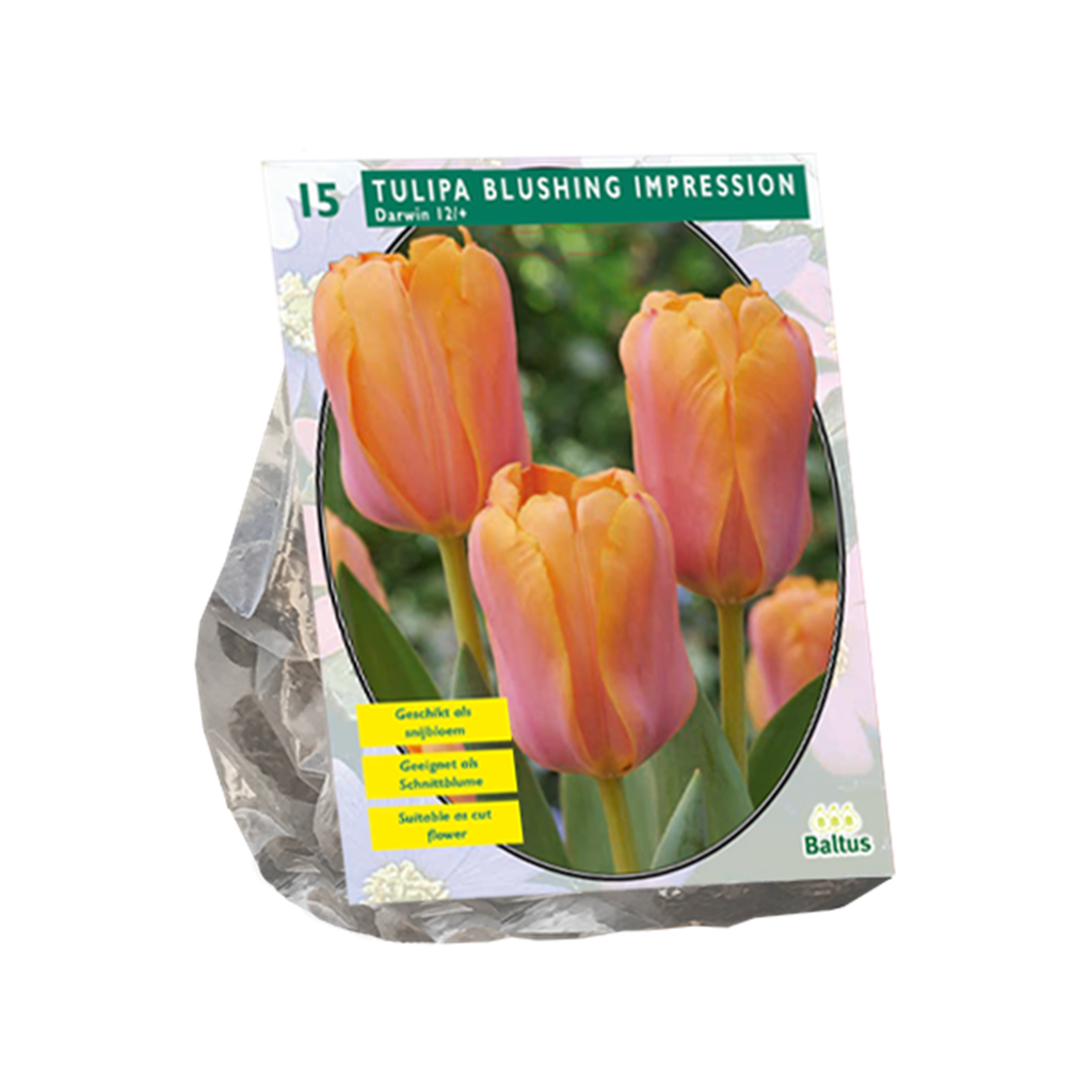 Tulipa Darwin Blushing Impression - 10 st