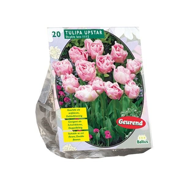 Tulipa Double Late Upstar - 10 st