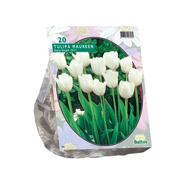 Tulipa Single Late Maureen - 10 st
