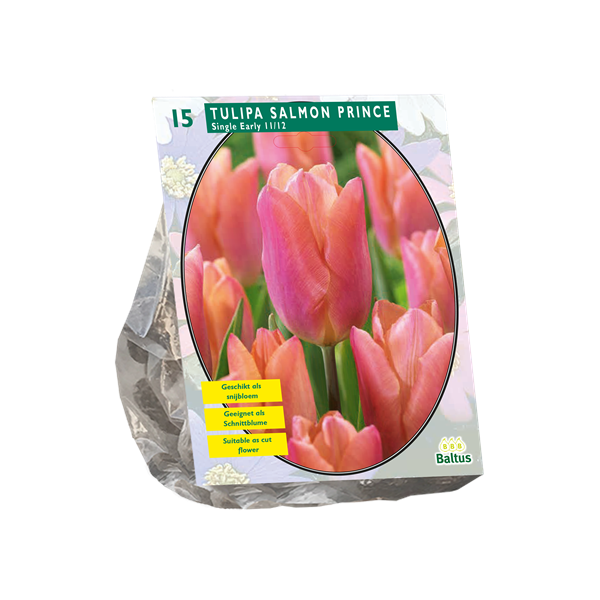 Tulipa Single Early Salmon Prince - 10 st